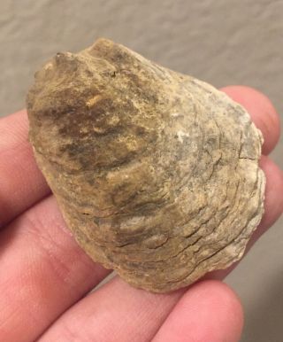 California Fossil Bivalve Ostrea Seqens Pliocene Fossil Age Oyster Shell Clam