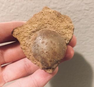 France Fossil Bivalve Entolium Comeolum Jurassic Dinosaur Age Shell Clam