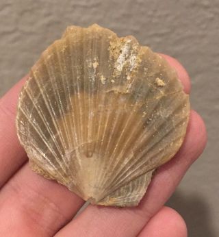California Fossil Bivalve Patinopecten Healeyi Pliocene Fossil Age Shell Clam
