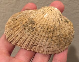 California Fossil Bivalve Anadara Trilinate Pliocene Age Shell Clam