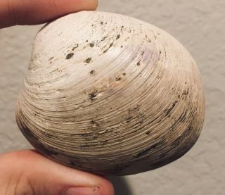 California Fossil Bivalve Callocardia Sp.  Pliocene Age Fossil Shell Clam