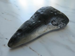 Fossil Megalodon Shark Tooth 3 1/8 Inches No Restorations