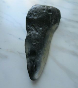 Fossil Megalodon Shark Tooth 3 1/8 inches No Restorations 2
