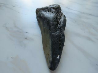 Fossil Megalodon Shark Tooth 3 1/8 inches No Restorations 3
