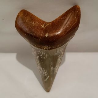 Luxury Shark Tooth,  About 2.  25 Inches,  About 20 Grams