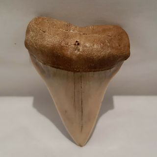 Rustic Looking Shark Tooth,  About 2.  25 Inches,  About 20 Grams