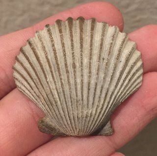 California Fossil Bivalve Pecten Coalingaensis Pliocene Age Shell Clam