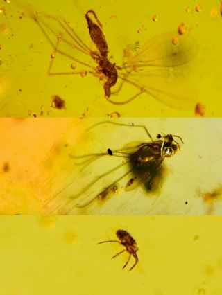 2 Mosquito Fly&tick Burmite Myanmar Burmese Amber Insect Fossil Dinosaur Age