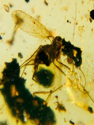 Fly On Plant Residue Burmite Myanmar Burmese Amber Insect Fossil Dinosaur Age
