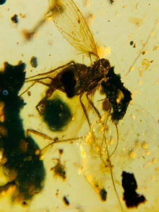 fly on plant residue Burmite Myanmar Burmese Amber insect fossil dinosaur age 2