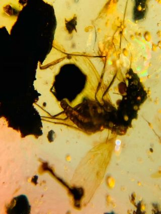 fly on plant residue Burmite Myanmar Burmese Amber insect fossil dinosaur age 3