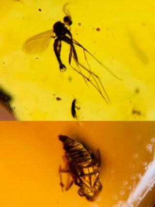 Mosquito Fly&beetle&cicada Burmite Myanmar Amber Insect Fossil Dinosaur Age