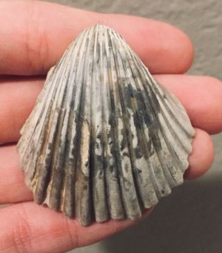 Texas Fossil Bivalve Neithea Sp.  Large Cretaceous Fossil Dinosaur Age Sea Shell