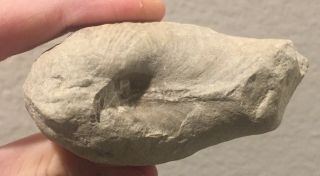 France Fossil Bivalve Pholadomya gigantea Cretaceous Dinosaur Age 3
