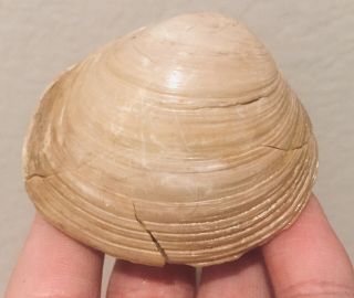 France Fossil Bivalve Crassatella Ponderosa Eocene Fossil Shell Clam