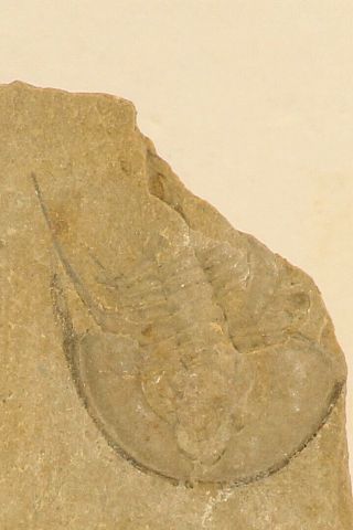 A3 - Great 0.  58  Olenellus Chiefensis Lower Cambrian Trilobite Pioche Shale Fm
