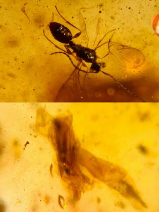 Wasp Bee&diptera Larva Burmite Myanmar Burmese Amber Insect Fossil Dinosaur Age