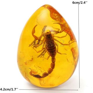 1pc Insect Stone Scorpions Inclusion Amber Baltic Pendant Necklace 2.  4x1.  7x0.  6