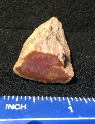 Utah Petrified Redwood Polished Piece From The Hansen Creek Area Henry Mountains