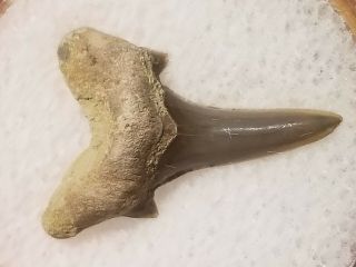 09 Wt / Fossil Shark Tooth Cretaceous Spillway Waco Texas.  Wolf Fam.  Coll.