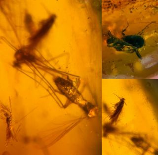 Mosquito&scorpion Fly&moth&beetle Burmite Myanmar Amber Insect Fossil Dinosaur