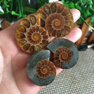 51g 2pairs Of Small Split Ammonite Specimen Shell Healing Madagascar Ps2420