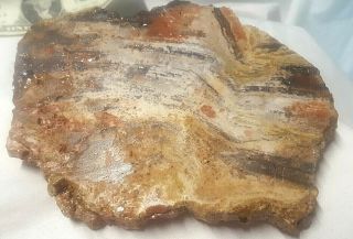 Nevada Petrified Wood Multi Rainbow Colored Burl Fossil Stone Hubbard Basin 2
