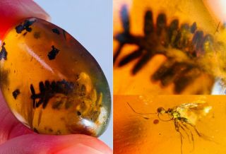 8.  3g Tree Leaf&wasp Bee Burmite Myanmar Burmese Amber Insect Fossil Dinosaur Age