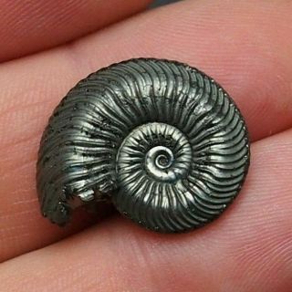 22mm Quenstedtoceras Pyrite Ammonite Fossils Callovian Fossilien Russia Pendant