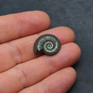 22mm Quenstedtoceras Pyrite Ammonite Fossils Callovian Fossilien Russia pendant 2