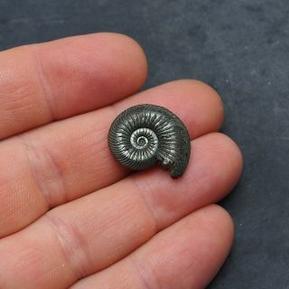 22mm Quenstedtoceras Pyrite Ammonite Fossils Callovian Fossilien Russia pendant 3