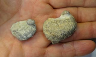 Gastropods - Silurian Period - Two (2) Possible Holopea Sp - Ho1