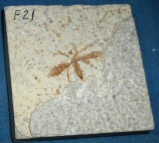 Green River Formation Fossil Bee,  Beetle Or Fly - 50 Million Years Old F21
