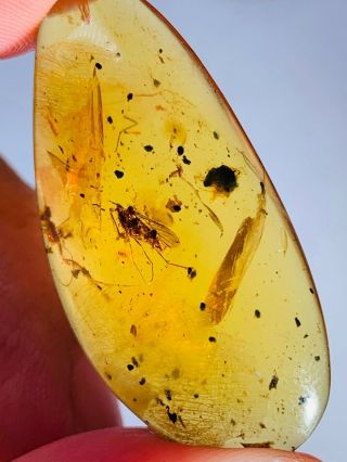 3g Unknown Big Fly Bugs Burmite Myanmar Burmese Amber Insect Fossil Dinosaur Age