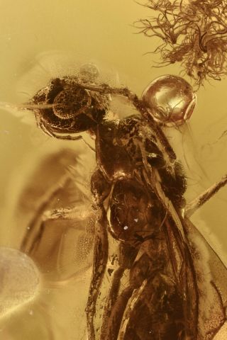 Winged Ant Formicidae Fossil Inclusion Baltic Amber 200820 - 16,  Img