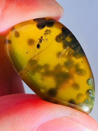 1.  8g Unknown Bug&plant Spores Burmite Myanmar Amber Insect Fossil Dinosaur Age