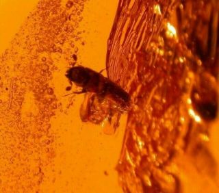 Beetle With Jaws Displayed In Authentic Dominican Amber Fossil Large Cabochon