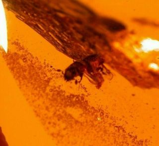 Beetle with Jaws Displayed in Authentic Dominican Amber Fossil Large Cabochon 3