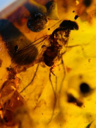 Big Diptera Fly Bug Burmite Myanmar Burmese Amber Insect Fossil Dinosaur Age