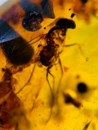 big Diptera fly bug Burmite Myanmar Burmese Amber insect fossil dinosaur age 2