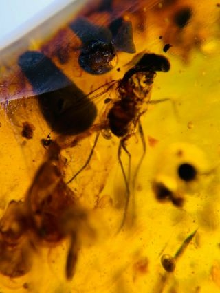 big Diptera fly bug Burmite Myanmar Burmese Amber insect fossil dinosaur age 3