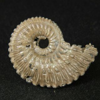 2.  9cm/1.  1in Nacre Pyritized Ammonite Kosmoceras Jurassic Callovian Fossil Russia