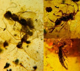 Rove Beetle&wasp&mosquito Fly Burmite Myanmar Amber Insect Fossil Dinosaur Age