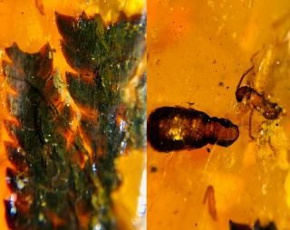 Tree Leaf&unknown Bug Burmite Myanmar Burmese Amber Insect Fossil Dinosaur Age