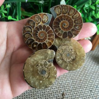 51g 2pairs Of Small Split Ammonite Specimen Shell Healing Madagascar Ps2370