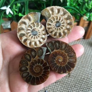 57g 2pairs Of Small Split Ammonite Specimen Shell Healing Madagascar Ps2369