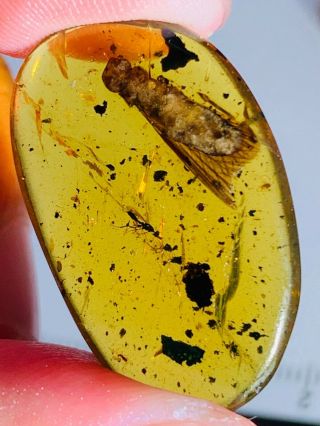 1.  6g Termite&wasp Bee Burmite Myanmar Burmese Amber Insect Fossil Dinosaur Age