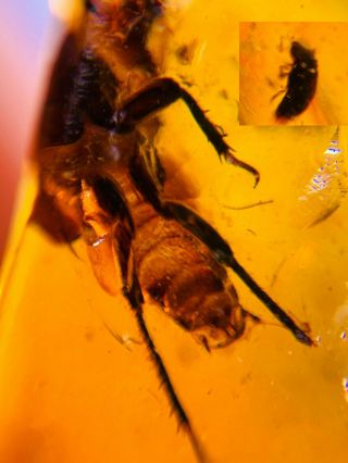 Unknown Big Bug&beetle Burmite Myanmar Burmese Amber Insect Fossil Dinosaur Age