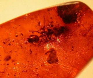 Worker Ant,  Biting Midge In Authentic Dominican Amber Fossil Gemstone