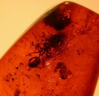 Worker Ant,  Biting Midge in Authentic Dominican Amber Fossil Gemstone 2